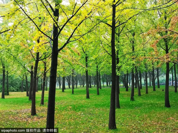 部分免費！北京賞秋“價效比”最高選擇都在這兒了！