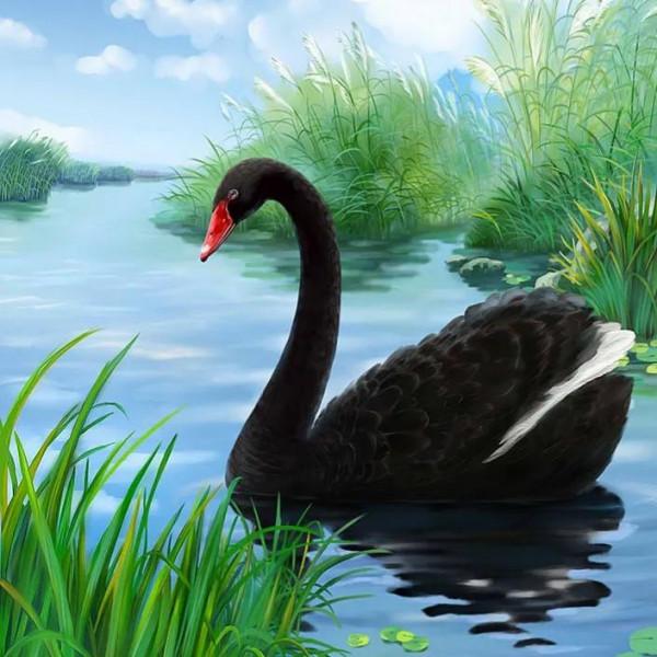 鳥的世界 鳥的天堂