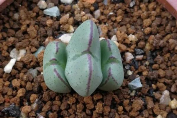 多肉少將，花名很颯！外形卻可愛如&OpenCurlyDoubleQuote;皮卡丘&rdquo;和&OpenCurlyDoubleQuote;龍貓&rdquo;