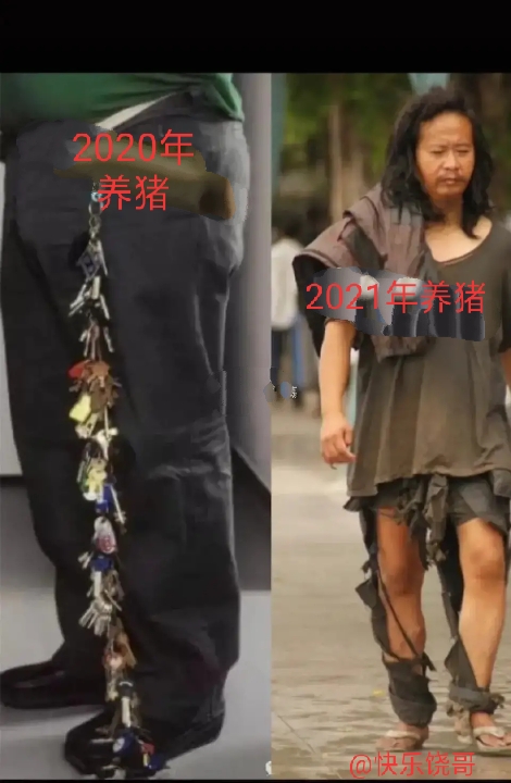 養豬鉅虧之下，散戶如何生存下去？