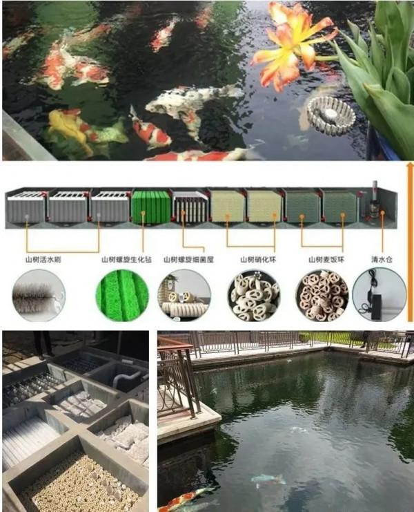 你的魚池過濾系統是否需要最佳化？