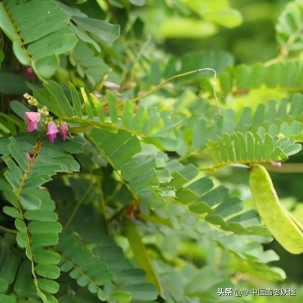 每日一中藥——雞骨草 每日一中藥——雞骨草