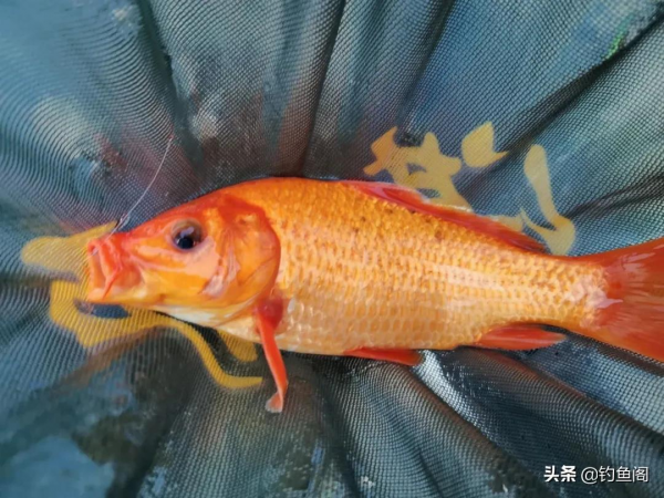 難怪有人說學會調漂反而釣不到魚了！只因你學藝不精、沒學全