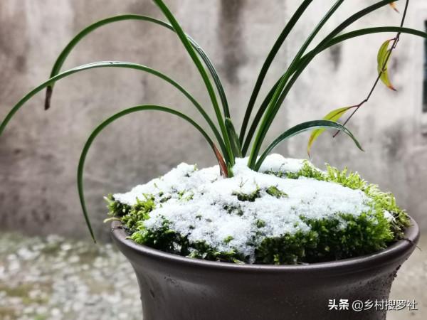 蘭花春化的技巧，謹防花苞在冬眠期復甦，新手蘭友想做卻不敢做