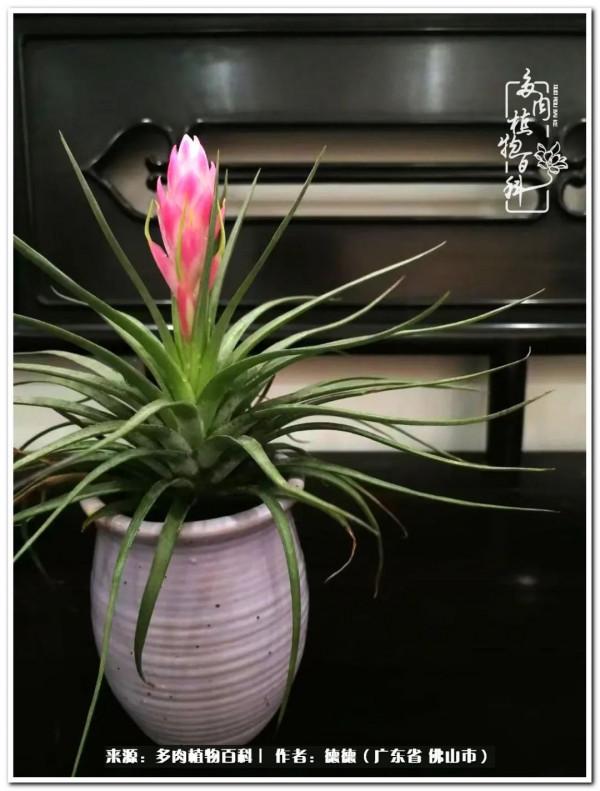 廣東的多肉陽臺:生命不息,折騰不止 廣東的多肉陽臺:生命不息,折騰不止