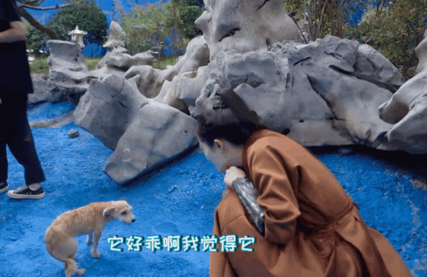 楊冪叫鴿子鴿們