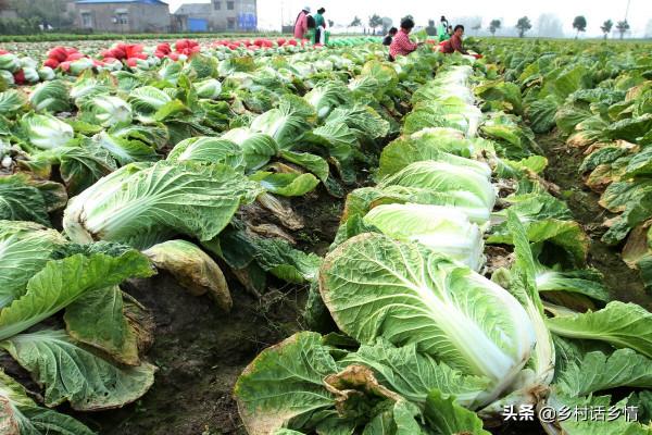 大白菜包心不實、乾燒心、脫幫、產量低?三個方法,一次解決 大白菜包心不實、乾燒心、脫幫、產量低?三個方法,一次解決