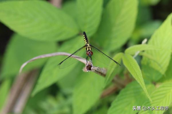 觀賞昆蟲野外識別圖訣：藍額疏脈蜻