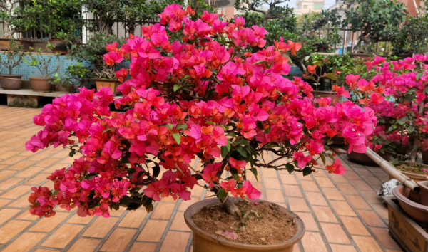 三角梅只需要見光控水就開花?錯!還要有2個前置條件 三角梅只需要見光控水就開花?錯!還要有2個前置條件