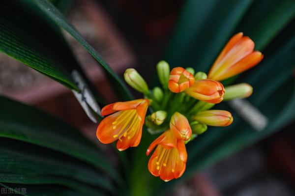 7種花餓了一個夏天,秋天好好補補,才能又美又壯 7種花餓了一個夏天,秋天好好補補,才能又美又壯