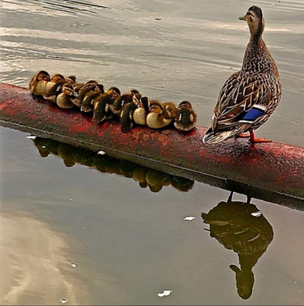 動物也要討生活？來自動物們瞬間的精彩，請您欣賞