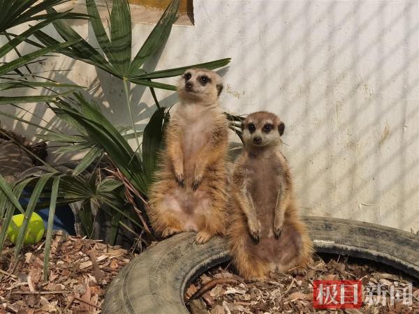 刨坑打洞的細尾獴首次安家武漢動物園，蟑螂都是它們的“菜”