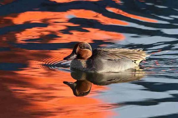 夕陽暉耀綠翅鴨 夕陽暉耀綠翅鴨