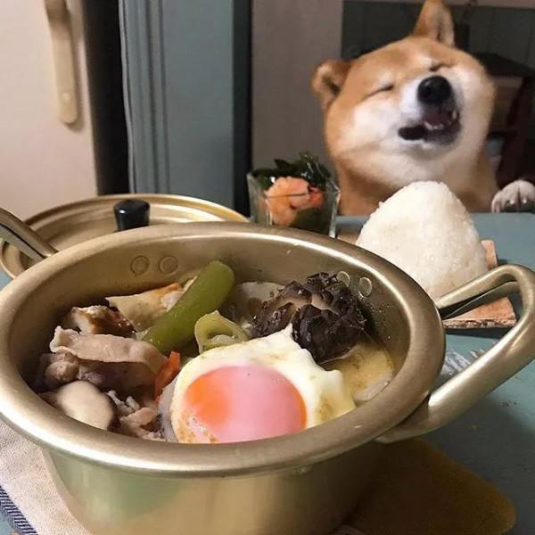 日本網友家的柴犬貪吃又可愛，一人一犬，一日三餐的生活，很治癒