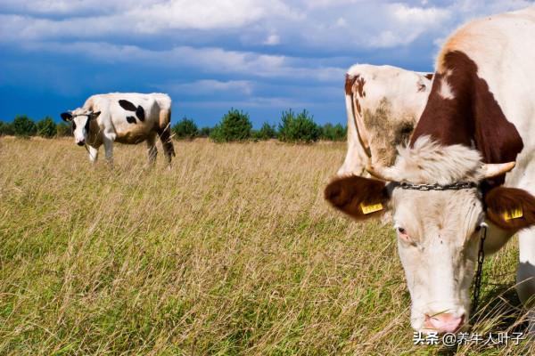 種500畝草、養200頭牛、年收益近260多萬、帶動40多農戶養牛創富 種500畝草、養200頭牛、年收益近260多萬、帶動40多農戶養牛創富