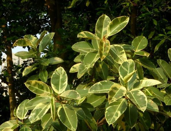 七大“美麗花”,冷天不能多澆水,多曬“少管”更健壯 七大“美麗花”,冷天不能多澆水,多曬“少管”更健壯