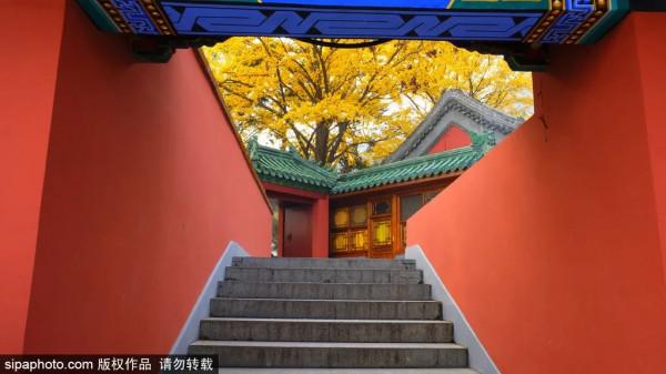 足足20家！北京最美秋色都在這裡了！不用人擠人！