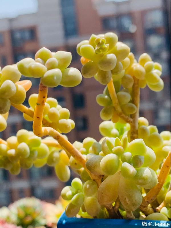 人氣超高的多肉，養過了，才知道為啥迷人