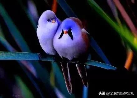 分享——比翼鳥