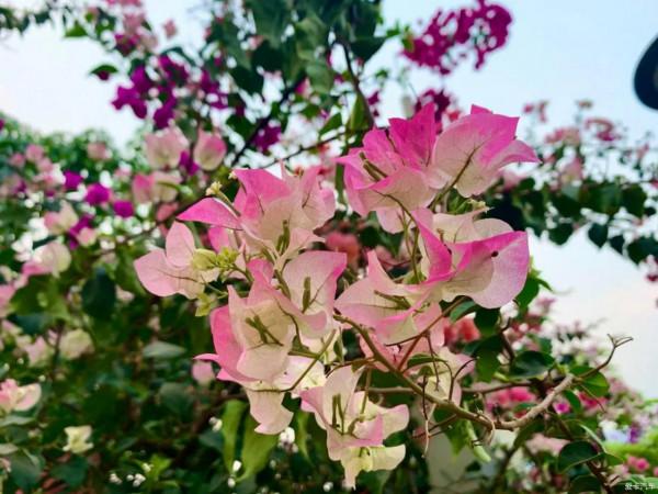 養三角梅，兩種枝條別混淆，不然光長葉不開花，白費力氣