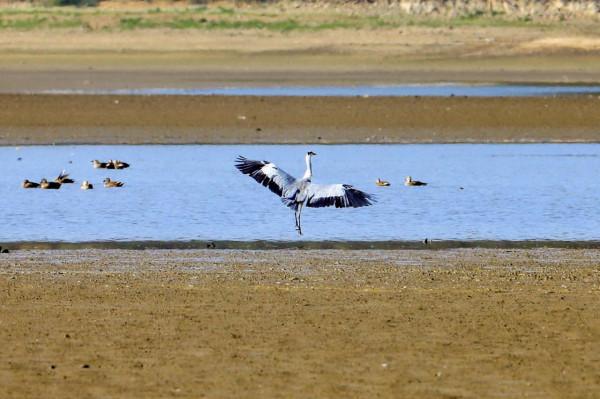 候鳥抵達 請查收來自鄱陽湖的自然之美