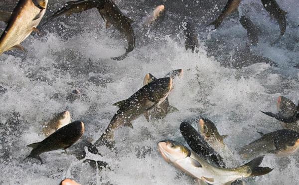 連續27年未捕撈！三峽水庫成魚類“天堂”，裡面的魚最大有多大？