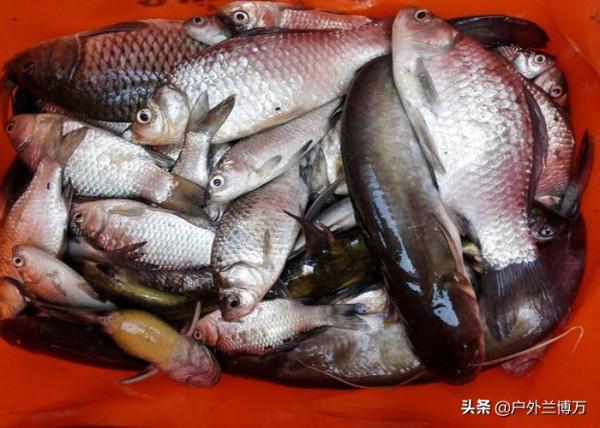 75歲民間老釣友，自制“聽話水”，每次釣魚加點，從不為漁獲發愁