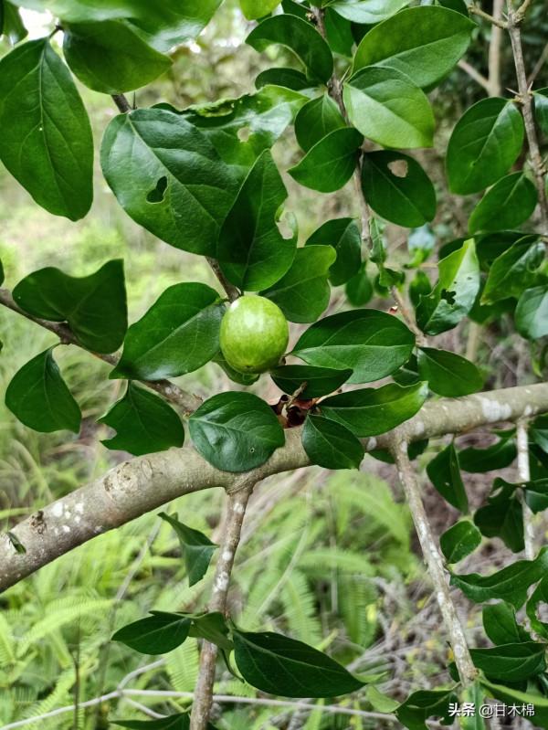 帶你一起回味62種南方野果子,它們是物質匱乏年代小朋友的零食 帶你一起回味62種南方野果子,它們是物質匱乏年代小朋友的零食
