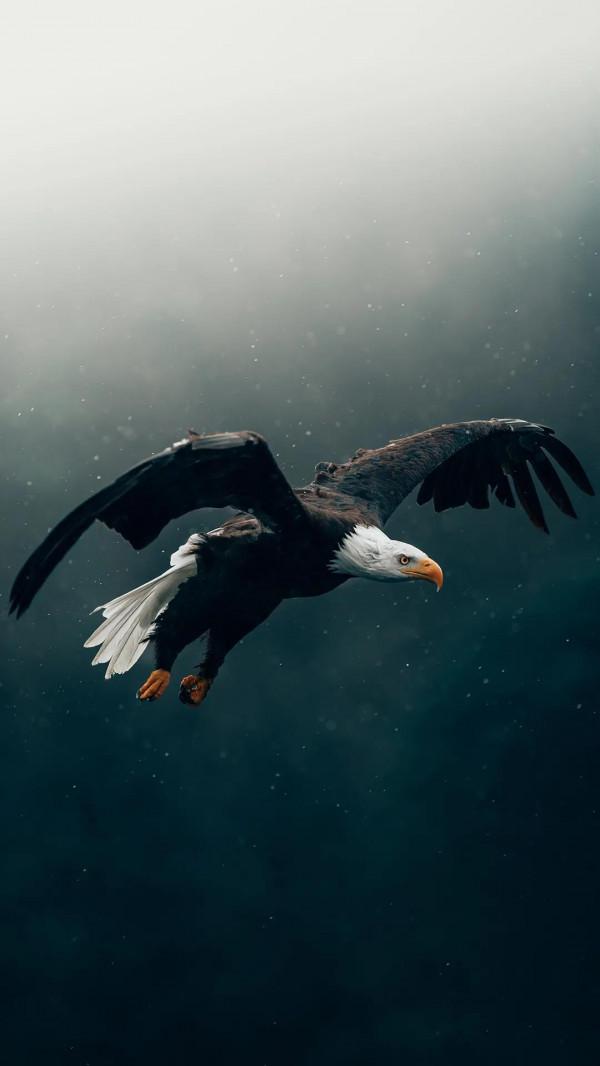 高畫質桌布(260):動物•鷹 高畫質桌布(260):動物•鷹