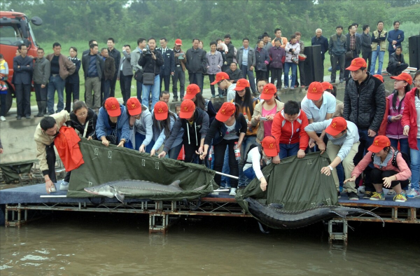 三峽水庫的“功臣”：蓄水放魚20年，“保水鰱鱅”保住了什麼？