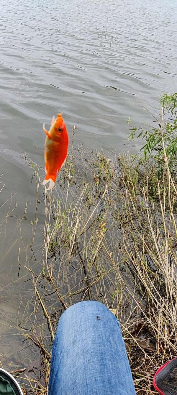 釣魚新手如何快速調漂