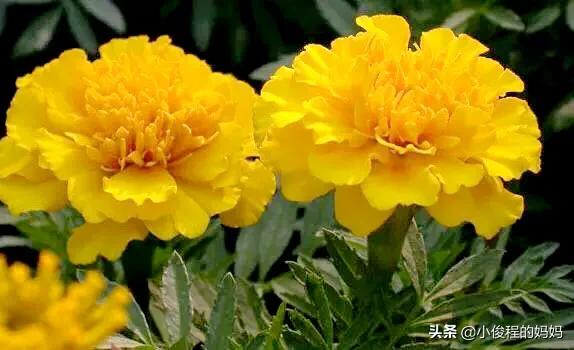 分享——孔雀草花