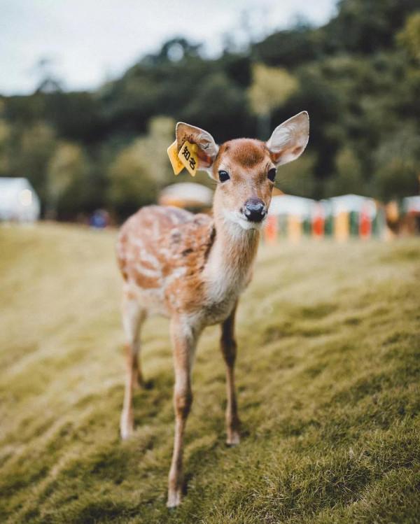 韓國第一“凶地”青瓦臺,和“魔咒”籠罩下的韓國總統 韓國第一“凶地”青瓦臺,和“魔咒”籠罩下的韓國總統