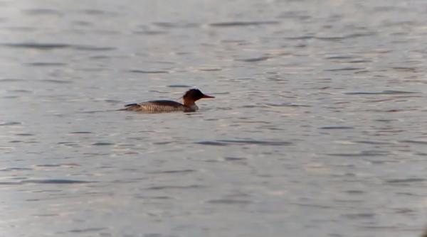 明珠湖發現&OpenCurlyDoubleQuote;鳥中大熊貓&rdquo;