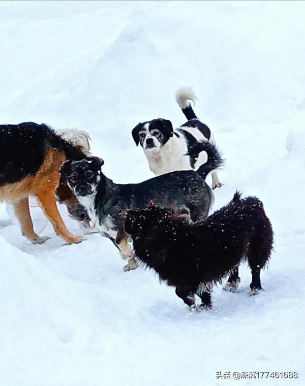 雪地裡的&OpenCurlyDoubleQuote;戰鬥&rdquo;