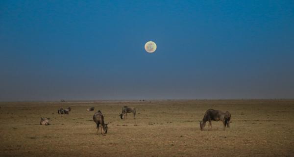 中秋節趣聞丨啥！月亮還能影響動物生寶寶？