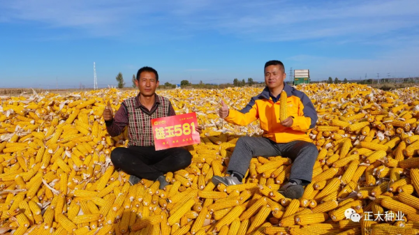高產又抗旱,首選雄玉581 高產又抗旱,首選雄玉581