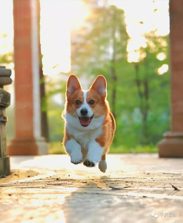 萌寵大比拼！狗狗：誰還不是個小可愛呢？萌化了