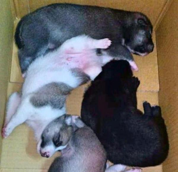 女孩曾救過黑狗，半年後黑狗主動來找她，還帶來了8只小狗