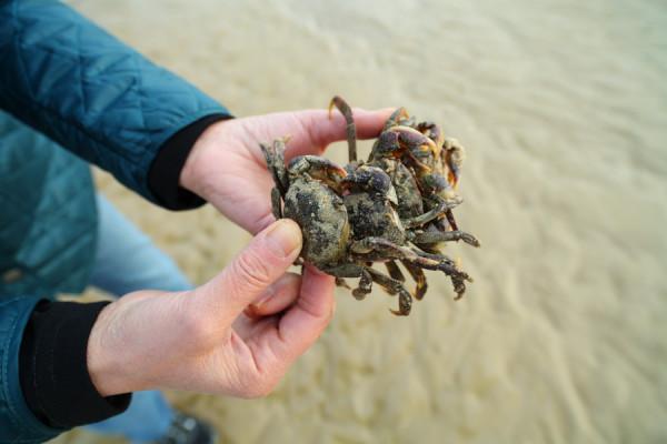 一路向東，乘“鴕鳥號”旅遊列車，從阿德萊德到巴拉瑞特