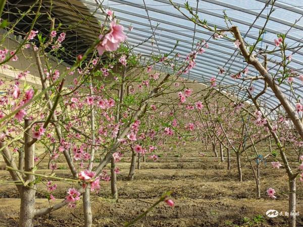 【北國之春&CenterDot;美麗民勤 】紅旗谷裡歡樂多