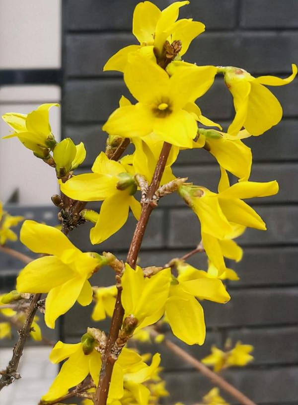 10種花,零下10℃也能過冬,長勢一點不輸南方 10種花,零下10℃也能過冬,長勢一點不輸南方