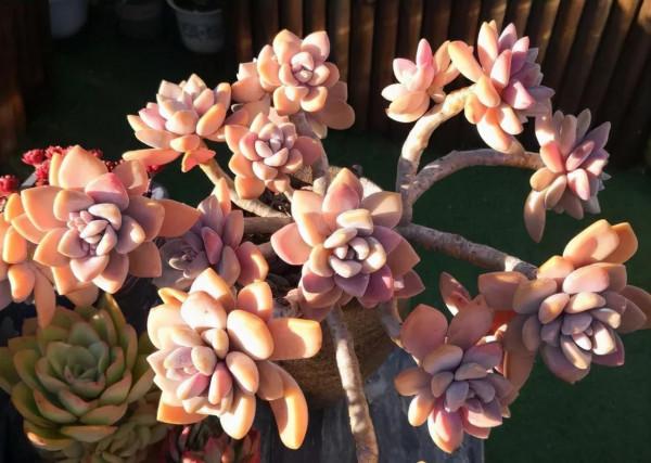 盤點盤點多肉界的“美人”們，個個顏值爆表，你養過哪幾種？