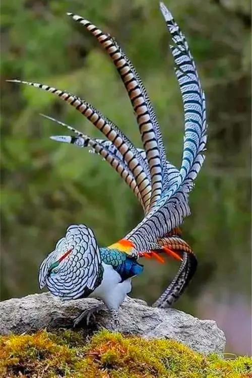 分享：全世界稀有色彩斑斕的鳥兒，太漂亮了