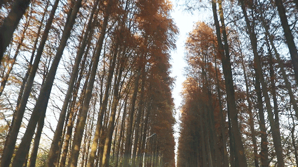 冬日紅杉！望城這條路自帶電影氛圍感→