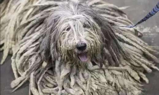 這幾種狗身上味道很大，名副其實的&OpenCurlyDoubleQuote;臭狗&rdquo;