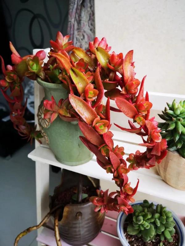 不死鳥---火祭，紅紅火火迎十二月