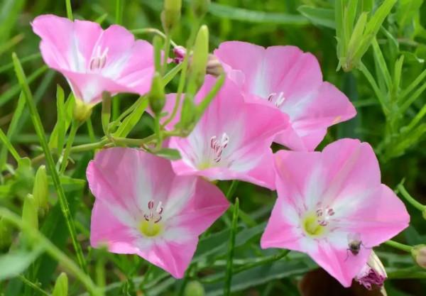 小旋花，好看也耐看，學名叫打碗碗花