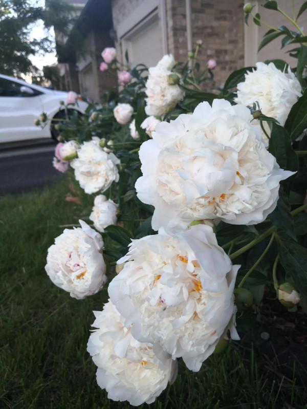 芍藥在渥太華的house前很普遍