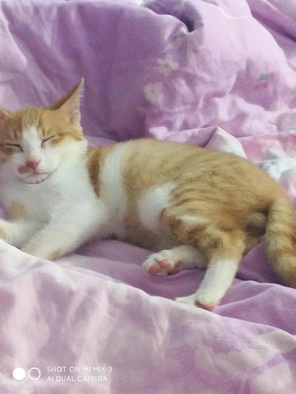 夏天的時候在田地裡收養的小貓咪，如今已然變成了胖橘